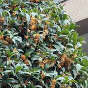 ヒメ日記 2025/10/22 20:44 投稿 さき 新橋フェアリーズ