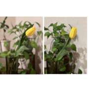 ヒメ日記 2026/03/16 20:38 投稿 さき 新橋フェアリーズ