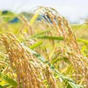 ヒメ日記 2025/09/12 15:02 投稿 るなん 奥様特急長岡店