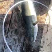 ヒメ日記 2025/12/28 19:01 投稿 るなん 奥様特急長岡店