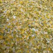 ヒメ日記 2025/11/08 16:09 投稿 あかり ソープランド AQUA（アクア）