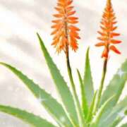 ミライ【マダムコース】 ♡出勤予定♡ 秘密の出張部屋