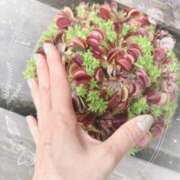 ヒメ日記 2025/08/16 13:08 投稿 持田好美(もちだこのみ) 五十路マダムエクスプレス厚木店(カサブランカグループ)