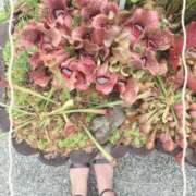 ヒメ日記 2025/08/24 07:52 投稿 持田好美(もちだこのみ) 五十路マダムエクスプレス厚木店(カサブランカグループ)