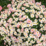 ヒメ日記 2025/05/27 22:55 投稿 まや 待ちナビ