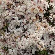 ヒメ日記 2025/06/20 19:35 投稿 まや 待ちナビ