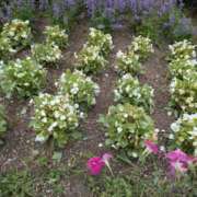 ヒメ日記 2025/07/07 17:41 投稿 まや 待ちナビ