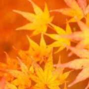 ヒメ日記 2025/10/25 11:45 投稿 まや 待ちナビ