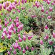 ヒメ日記 2026/04/18 19:15 投稿 まや 待ちナビ