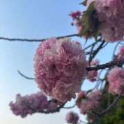 ヒメ日記 2025/04/22 14:45 投稿 みあ アラモード