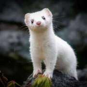 ヒメ日記 2026/01/22 18:43 投稿 かずみ ミセスコレクション