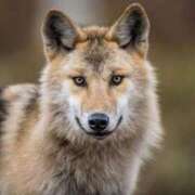 ヒメ日記 2026/02/05 17:23 投稿 かずみ ミセスコレクション