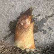 ヒメ日記 2025/04/09 11:06 投稿 おうか 熟女家 梅田店