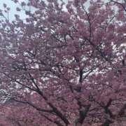 ヒメ日記 2026/04/01 12:24 投稿 おうか 熟女家 梅田店