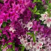 ヒメ日記 2026/04/15 13:46 投稿 つきこ シャブール