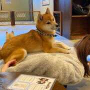 ヒメ日記 2026/02/03 10:26 投稿 奥≫白霧つくよ 不倫商事 多治見本店