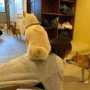 ヒメ日記 2026/03/20 00:06 投稿 奥≫白霧つくよ 不倫商事 多治見本店