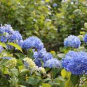 ヒメ日記 2025/07/03 12:18 投稿 奥≫南風りお 不倫商事多治見営業所