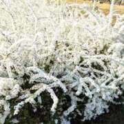 ヒメ日記 2026/04/09 08:01 投稿 奥≫南風りお 不倫商事 多治見本店