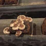 ヒメ日記 2025/01/17 12:07 投稿 OL≫菅野かすみ 不倫商事多治見営業所