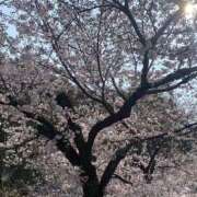 ヒメ日記 2026/03/30 08:37 投稿 奥≫桜木とも 不倫商事 多治見本店