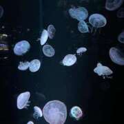 ヒメ日記 2025/07/21 12:49 投稿 きよみ 乳野家