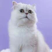 ヒメ日記 2025/08/14 10:12 投稿 かおり Versailles