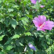 ヒメ日記 2025/07/25 11:00 投稿 くるみ 夢幻 取手店