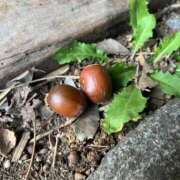 ヒメ日記 2025/10/11 10:28 投稿 くるみ 夢幻 取手店