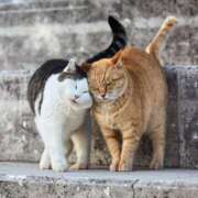 ヒメ日記 2025/04/01 17:25 投稿 くるみ 夢幻（むげん）