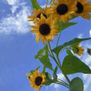 ヒメ日記 2025/07/23 13:26 投稿 くるみ 夢幻（むげん）