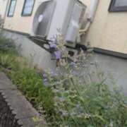 ヒメ日記 2025/07/27 23:46 投稿 ノドカ ラブコレクション