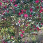 ヒメ日記 2025/01/06 08:17 投稿 なぎ 熟女の風俗最終章 本厚木店