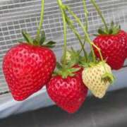 ヒメ日記 2026/04/22 12:30 投稿 みれい 熟女の風俗最終章 町田店