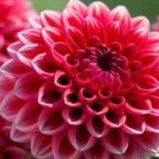 ヒメ日記 2025/02/13 09:15 投稿 ミク マリン宮殿水戸店