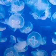 ヒメ日記 2025/02/13 20:01 投稿 あい クラブアリア -CLUB ARIA-