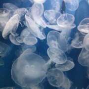 ヒメ日記 2025/09/14 21:57 投稿 あい クラブアリア -CLUB ARIA-