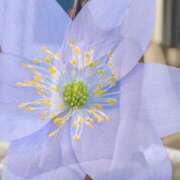 ヒメ日記 2025/01/16 00:40 投稿 芽愛(めい) Ｓ＆Ｍ　極嬢