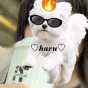 ヒメ日記 2025/10/20 13:40 投稿 はる 電車ごっこ