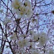 ヒメ日記 2026/04/15 14:46 投稿 あやめ ～優しい若妻倶楽部～Mrs.女神