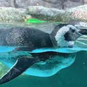 ヒメ日記 2025/12/14 02:14 投稿 れいか Welcome Cafe(ウェルカムカフェ) 八王子本店