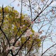 ヒメ日記 2026/04/12 21:23 投稿 かのん 待ちナビ