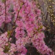 ヒメ日記 2025/04/03 17:10 投稿 きょうこ 大久保おかあちゃんの乳クリ