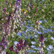 きょうこ 一雨ごとに初夏な日差しが... 大久保おかあちゃんの乳クリ