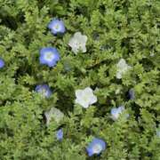 きょうこ こんばんは? 大久保おかあちゃんの乳クリ