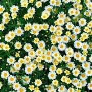 ヒメ日記 2025/04/22 20:59 投稿 かれん 白いぽっちゃりさん錦糸町店