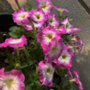 ヒメ日記 2025/05/23 23:31 投稿 えん デザインプリズム新宿