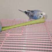 ヒメ日記 2025/07/02 13:38 投稿 ゆずき しゅうかつ倶楽部