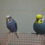 ヒメ日記 2025/07/15 17:02 投稿 ゆずき しゅうかつ倶楽部