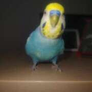 ヒメ日記 2026/02/03 15:41 投稿 ゆずき しゅうかつ倶楽部